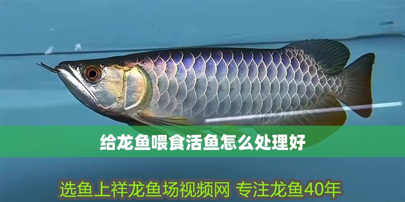給龍魚喂食活魚怎么處理好