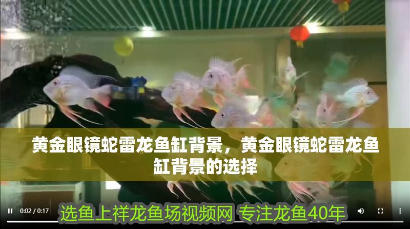 黃金眼鏡蛇雷龍魚缸背景，黃金眼鏡蛇雷龍魚缸背景的選擇