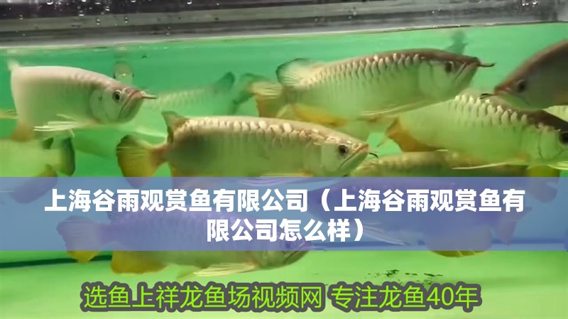 上海谷雨觀賞魚(yú)有限公司（上海谷雨觀賞魚(yú)有限公司怎么樣）