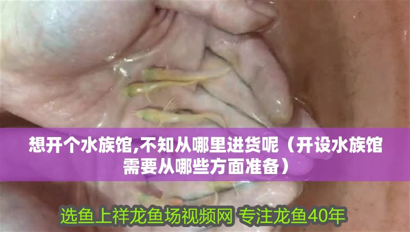 想開個(gè)水族館,不知從哪里進(jìn)貨呢（開設(shè)水族館需要從哪些方面準(zhǔn)備）