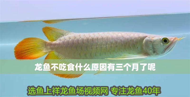 龍魚(yú)不吃食什么原因有三個(gè)月了呢