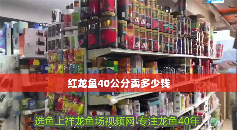 紅龍魚40公分賣多少錢