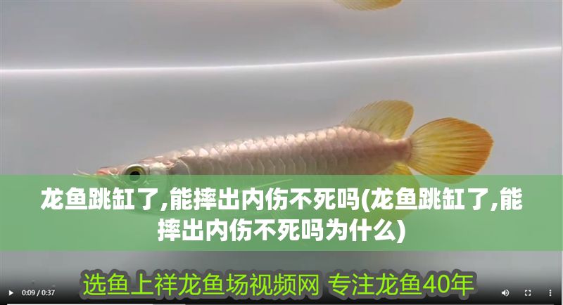 龍魚跳缸了,能摔出內傷不死嗎(龍魚跳缸了,能摔出內傷不死嗎為什么)