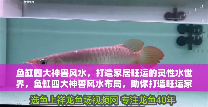 魚缸四大神獸風水，打造家居旺運的靈性水世界，魚缸四大神獸風水布局，助你打造旺運家居水世界