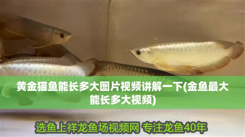 黃金貓魚能長(zhǎng)多大圖片視頻講解一下(金魚最大能長(zhǎng)多大視頻)