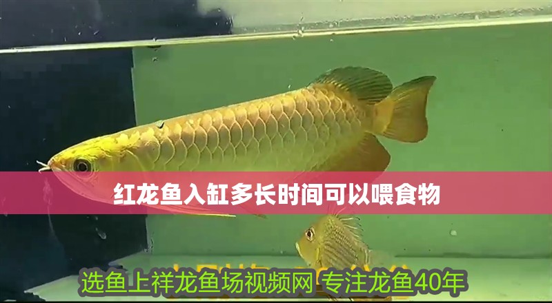 紅龍魚入缸多長時間可以喂食物