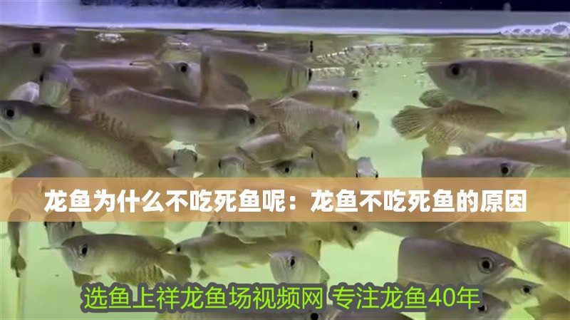 龍魚為什么不吃死魚呢：龍魚不吃死魚的原因