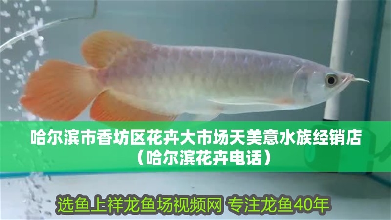 哈爾濱市香坊區(qū)花卉大市場天美意水族經(jīng)銷店（哈爾濱花卉電話）