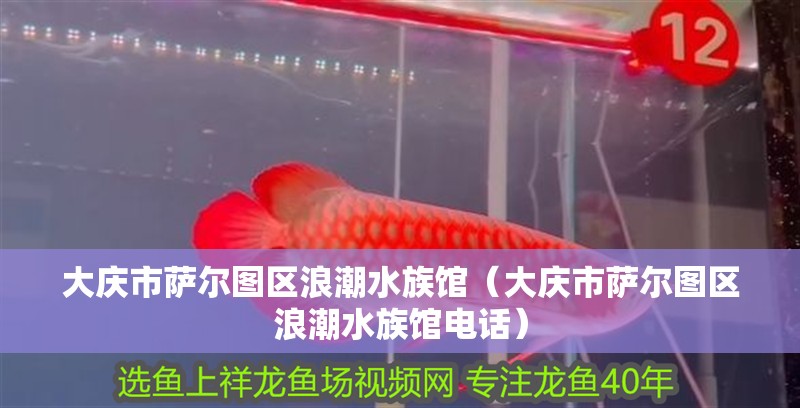 大慶市薩爾圖區浪潮水族館（大慶市薩爾圖區浪潮水族館電話）