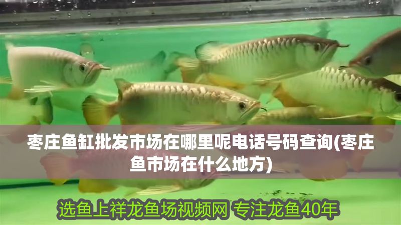 棗莊魚缸批發市場在哪里呢電話號碼查詢(棗莊魚市場在什么地方) 黃金貓魚百科 第1張 棗莊魚缸批發市場在哪里呢電話號碼查詢(棗莊魚市場在什么地方) 棗莊魚缸批發市場在哪里呢電話號碼查詢(棗莊魚市場在什么地方) 黃金貓魚百科 第1張
