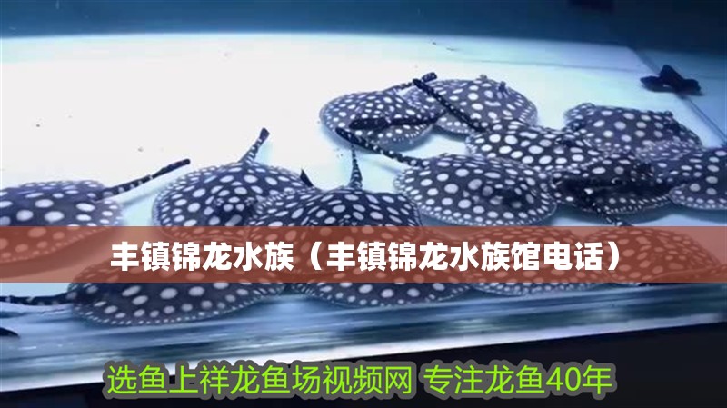 豐鎮錦龍水族（豐鎮錦龍水族館電話）