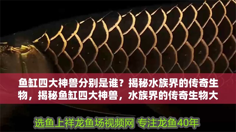 魚缸四大神獸分別是誰？揭秘水族界的傳奇生物，揭秘魚缸四大神獸，水族界的傳奇生物大盤點