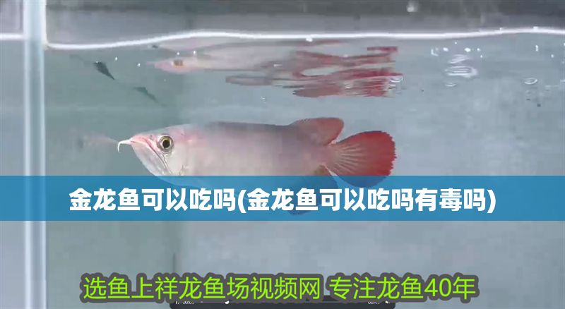 金龍魚可以吃嗎(金龍魚可以吃嗎有毒嗎)