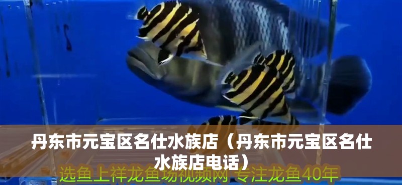丹東市元寶區名仕水族店（丹東市元寶區名仕水族店電話） 丹東市元寶區名仕水族店（丹東市元寶區名仕水族店電話） 全國水族館企業名錄 第2張