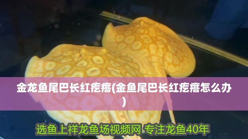 金龍魚尾巴長紅疙瘩(金魚尾巴長紅疙瘩怎么辦) 金龍魚尾巴長紅疙瘩(金魚尾巴長紅疙瘩怎么辦) 元寶鳳凰魚百科 第1張