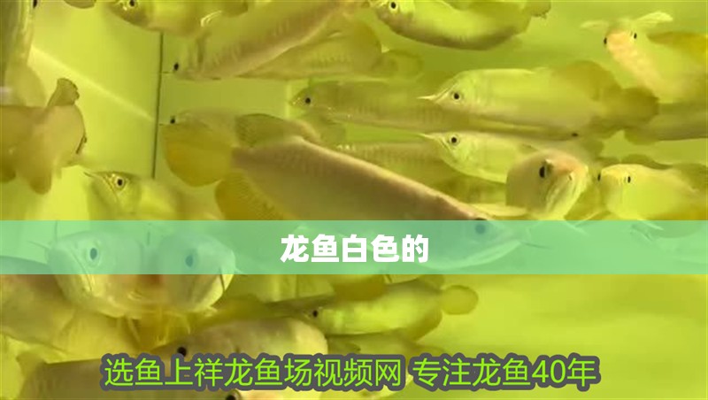 龍魚白色的
