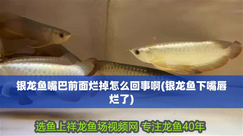 銀龍魚嘴巴前面爛掉怎么回事啊(銀龍魚下嘴唇爛了) 銀龍魚嘴巴前面爛掉怎么回事啊(銀龍魚下嘴唇爛了) 銀龍魚百科 第1張