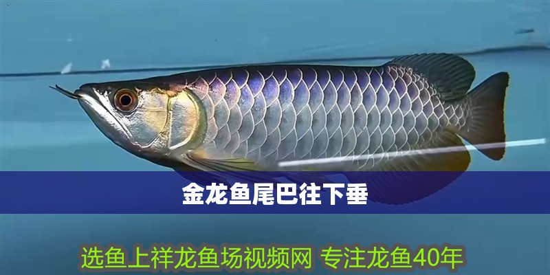 金龍魚尾巴往下垂