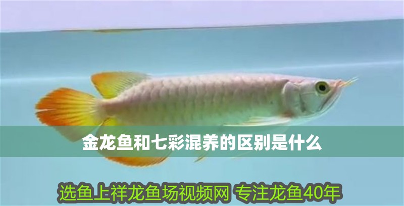 金龍魚和七彩混養的區別是什么 金龍魚和七彩混養的區別是什么 龍魚百科 第4張