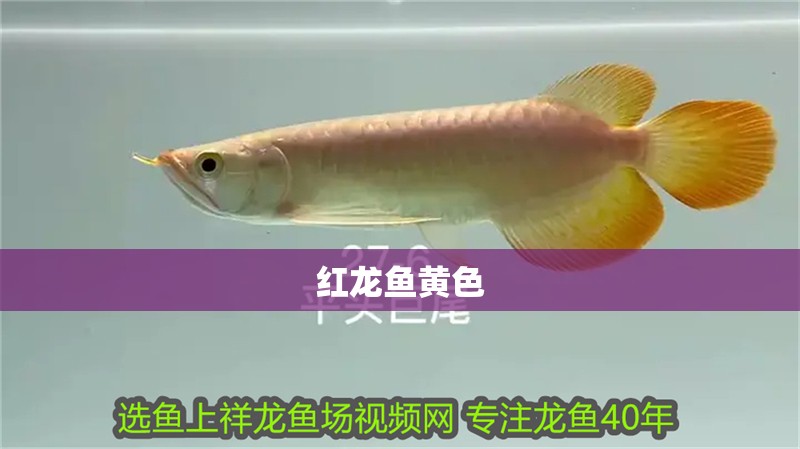 紅龍魚黃色