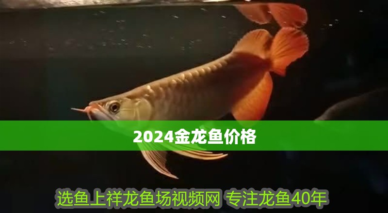 2024金龍魚價格