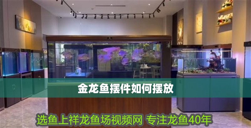 金龍魚擺件如何擺放 龍魚百科 第2張 金龍魚擺件如何擺放 金龍魚擺件如何擺放 龍魚百科 第2張