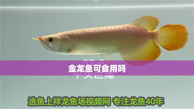 金龍魚(yú)可食用嗎