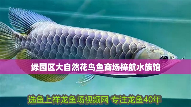 綠園區大自然花鳥魚商場梓航水族館