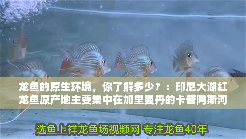 詳細(xì)閱讀:龍魚(yú)的原生環(huán)境,你了解多少?:印尼大湖紅龍魚(yú)原產(chǎn)地主要集中在加里曼丹的卡普阿斯河附近 龍魚(yú)的原生環(huán)境,你了解多少?:印尼大湖紅龍魚(yú)原產(chǎn)地主要集中在加里曼丹的卡普阿斯河附近