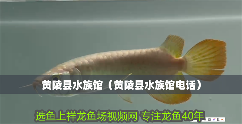 黃陵縣水族館（黃陵縣水族館電話） 黃陵縣水族館（黃陵縣水族館電話） 全國水族館企業名錄 第2張