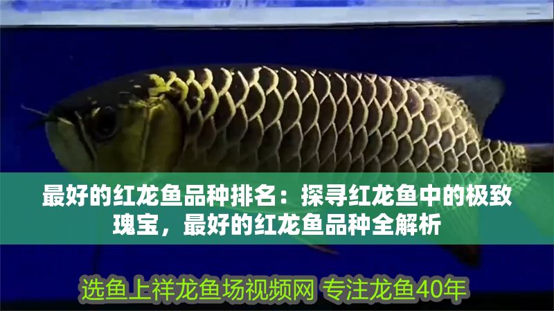 最好的紅龍魚品種排名：探尋紅龍魚中的極致瑰寶，最好的紅龍魚品種全解析