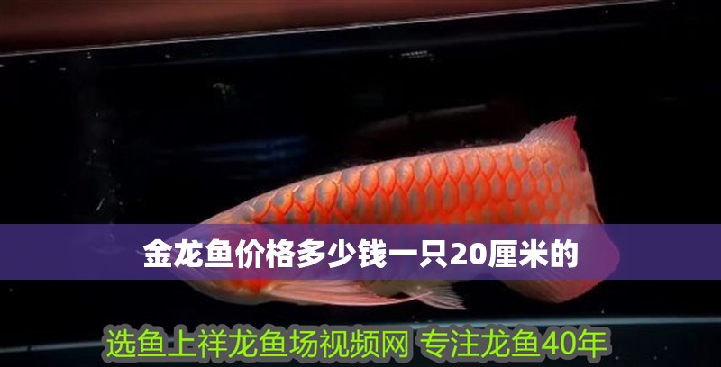金龍魚價格多少錢一只20厘米的 金龍魚價格多少錢一只20厘米的 龍魚百科 第2張