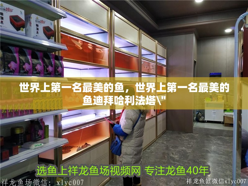 世界上第一名最美的魚，世界上第一名最美的魚迪拜哈利法塔\