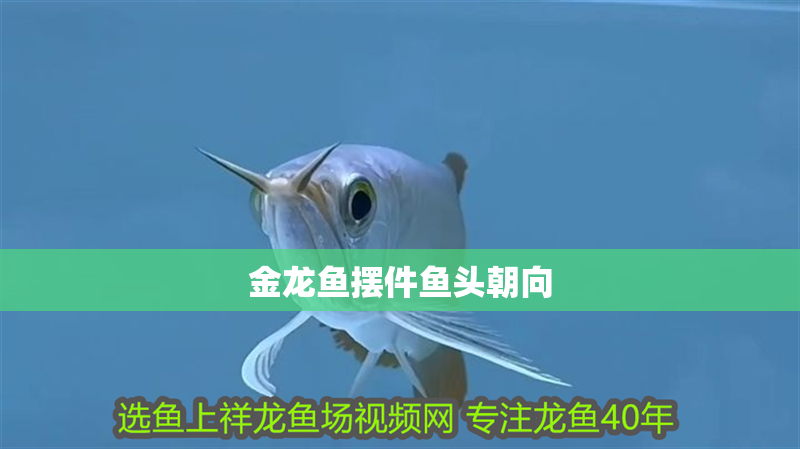 金龍魚擺件魚頭朝向