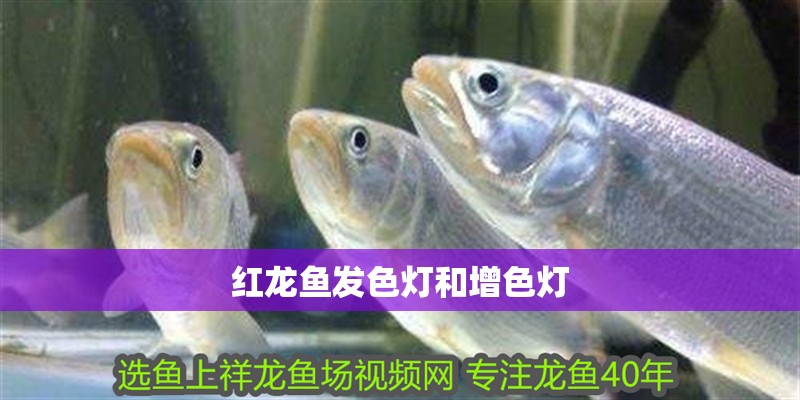 紅龍魚發色燈和增色燈
