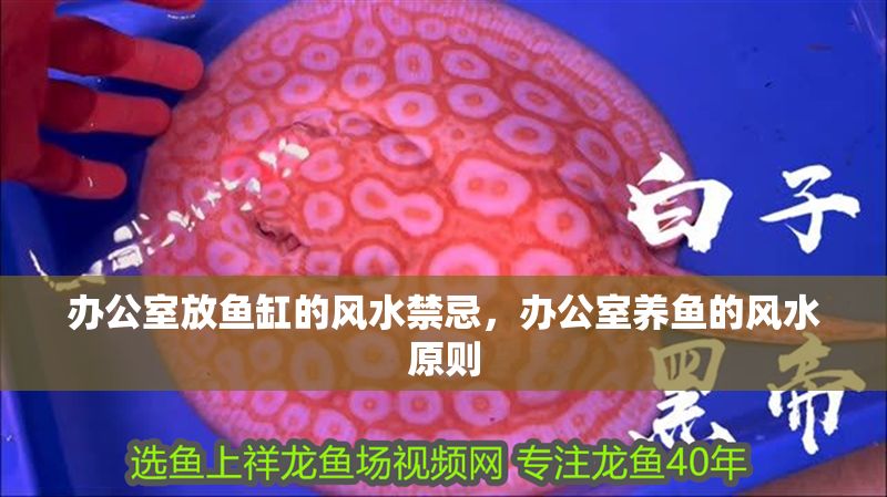 辦公室放魚缸的風(fēng)水禁忌，辦公室養(yǎng)魚的風(fēng)水原則 辦公室放魚缸的風(fēng)水禁忌，辦公室養(yǎng)魚的風(fēng)水原則 魚缸百科 第2張