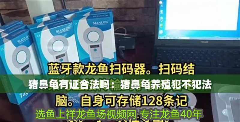 豬鼻龜有證合法嗎：豬鼻龜養(yǎng)殖犯不犯法