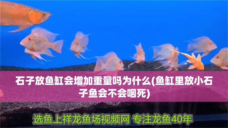 石子放魚缸會增加重量嗎為什么(魚缸里放小石子魚會不會咽死)