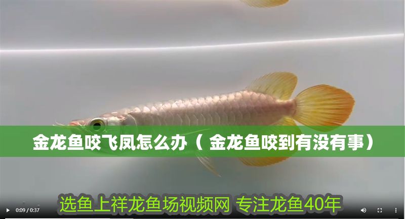 金龍魚咬飛鳳怎么辦（ 金龍魚咬到有沒有事）
