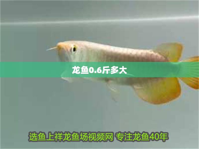 龍魚0.6斤多大