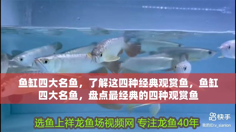 魚缸四大名魚，了解這四種經典觀賞魚，魚缸四大名魚，盤點最經典的四種觀賞魚