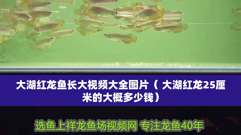 大湖紅龍魚長大視頻大全圖片（ 大湖紅龍25厘米的大概多少錢）