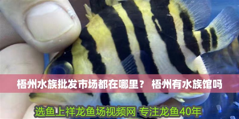 梧州水族批發(fā)市場(chǎng)都在哪里？ 梧州有水族館嗎 梧州水族批發(fā)市場(chǎng)都在哪里？ 梧州有水族館嗎 虎魚百科 第1張