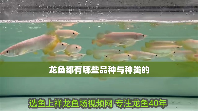 龍魚都有哪些品種與種類的