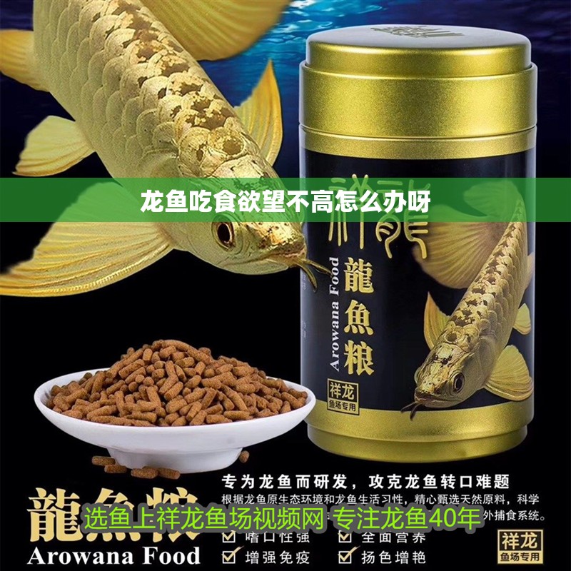 龍魚吃食欲望不高怎么辦呀