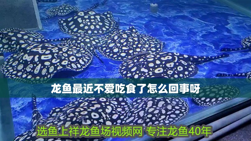 龍魚最近不愛吃食了怎么回事呀