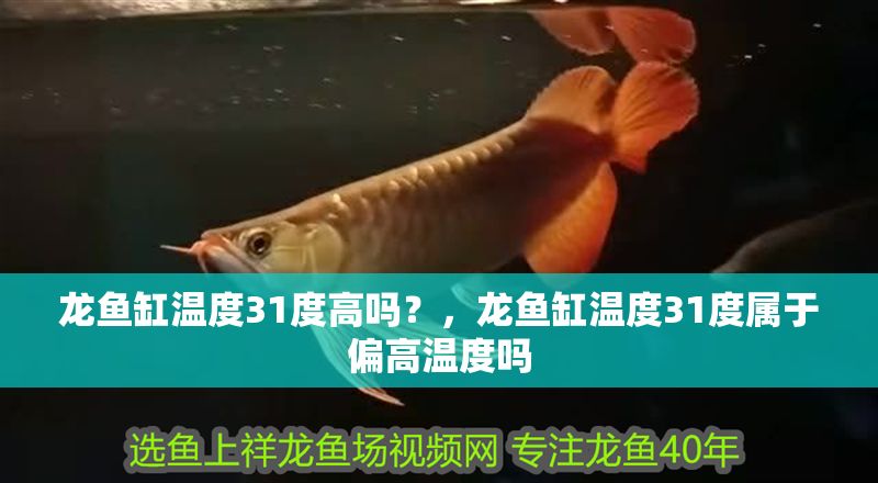 龍魚缸溫度31度高嗎？，龍魚缸溫度31度屬于偏高溫度嗎 龍魚缸溫度31度高嗎？，龍魚缸溫度31度屬于偏高溫度嗎 魚缸百科 第2張