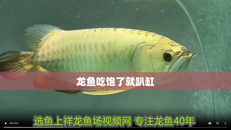 龍魚吃飽了就趴缸 龍魚吃飽了就趴缸 龍魚百科 第2張
