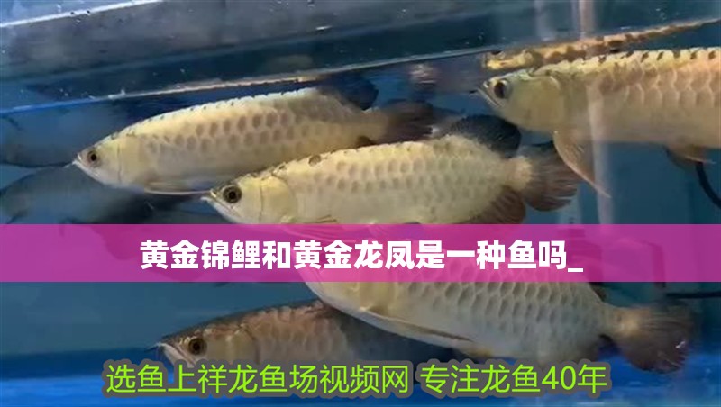 黃金錦鯉和黃金龍鳳是一種魚嗎_ 龍魚百科 第2張 黃金錦鯉和黃金龍鳳是一種魚嗎_ 黃金錦鯉和黃金龍鳳是一種魚嗎_ 龍魚百科 第2張