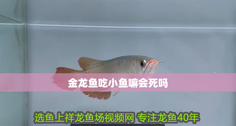 金龍魚吃小魚嘛會死嗎